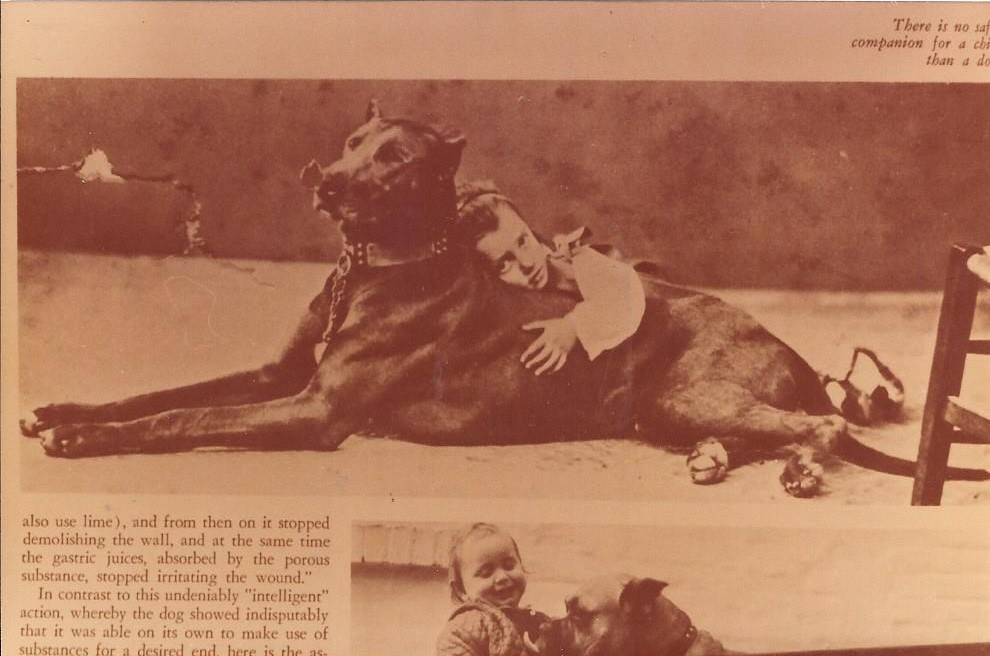 Dog